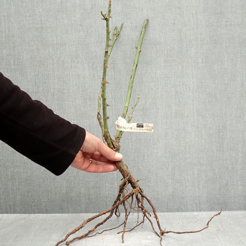 Example of Rosa Peace - Grootbloemige roos Naakte wortel as you get in hiver