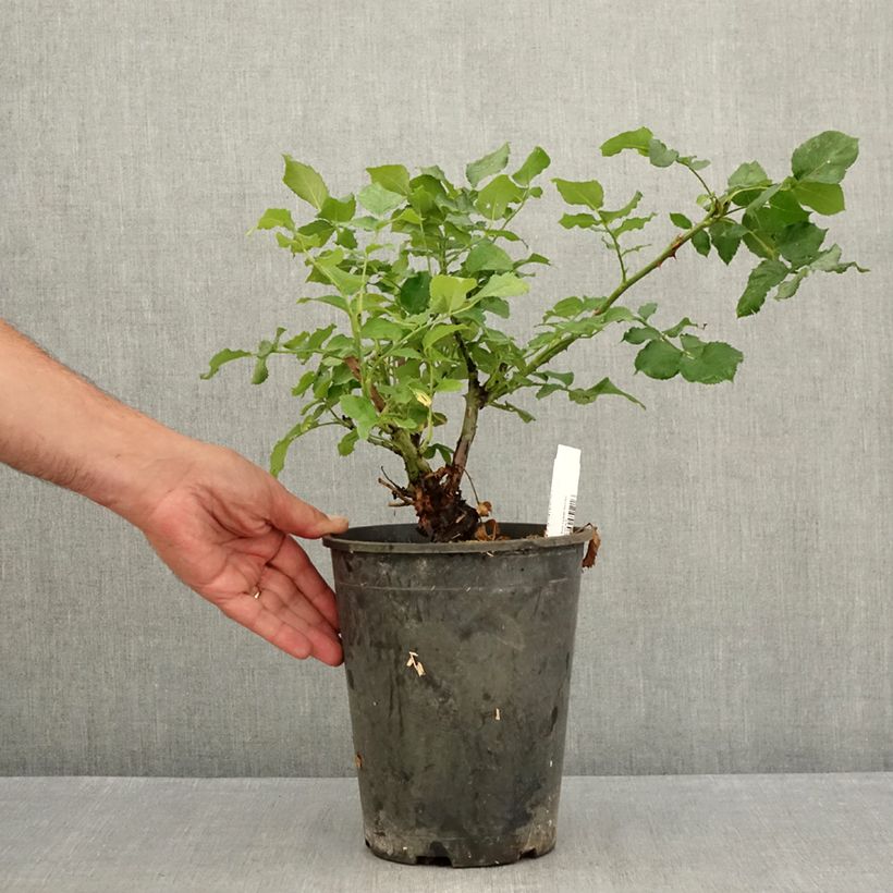 Exemplaar van Rosa New Imagine - Grootbloemige roos Pot van 4 l/5 l zoals geleverd in de zomer