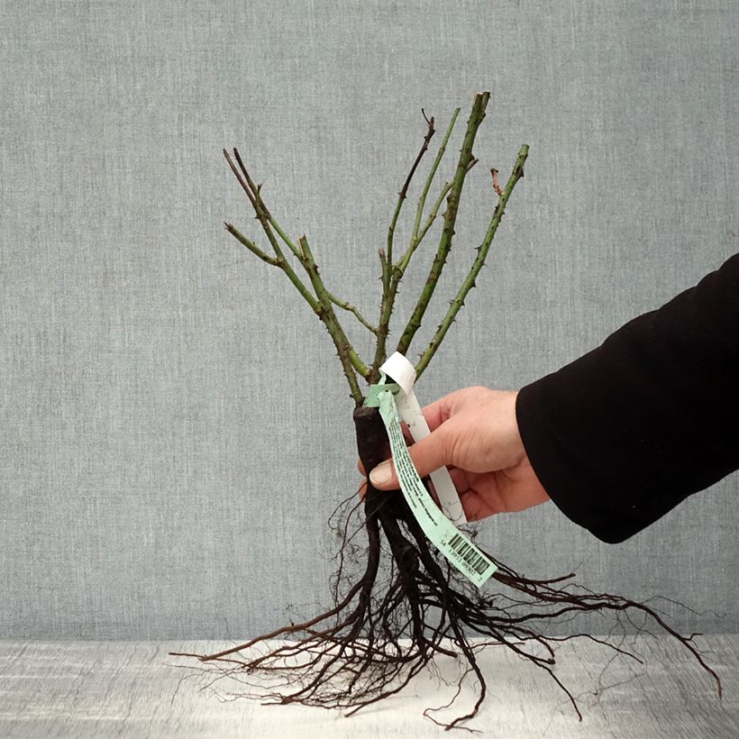 Example of Rosa Duftwolke - Grootbloemige roos Naakte wortel as you get in hiver