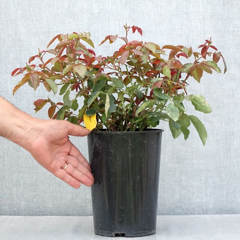 Exemplaar van Rosa Duftwolke - Grootbloemige roos Pot van 3 l/4 l zoals geleverd in de zomer