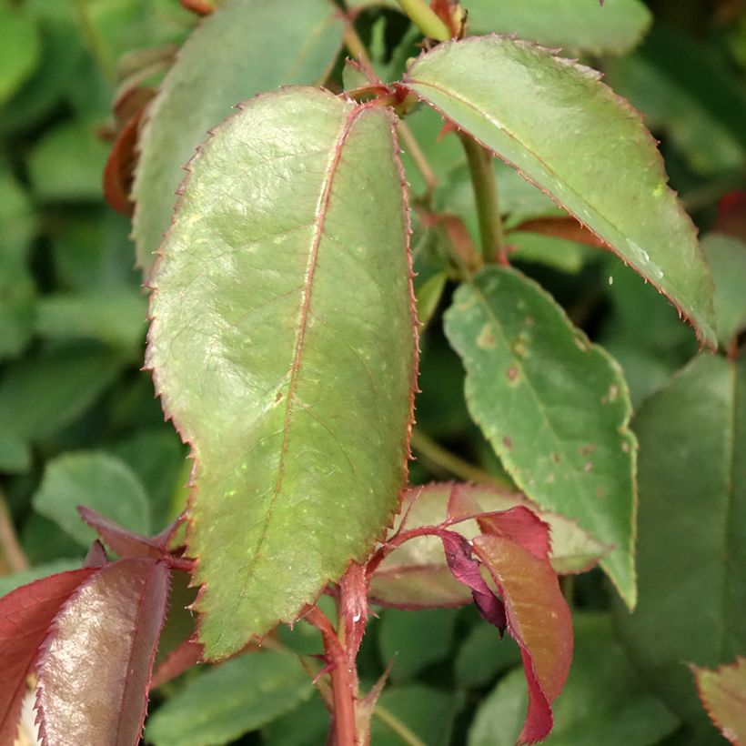 Rosa Duftwolke - Grootbloemige roos (Blad)