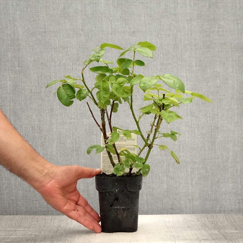 Exemplaar van Rosa Pullman Orient Express - Grootbloemige roos Pot van 10 cm/11 cm zoals geleverd in de zomer