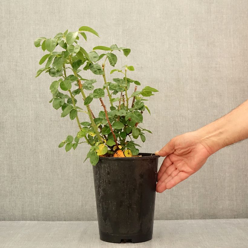 Exemplaar van Rosa Pullman Orient Express - Grootbloemige roos Pot van 4 l/5 l zoals geleverd in de zomer