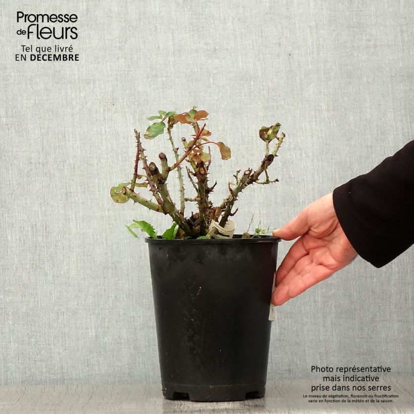 Exemplaar van Rosa Over the Moon - Grootbloemige roos Pot van 4 l/5 l zoals geleverd in de herfst
