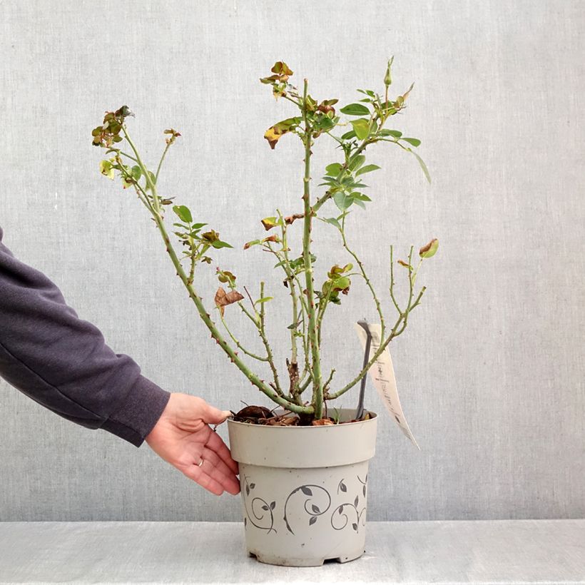 Exemplaar van Rosa Paint it Black - Grootbloemige roos Pot van 6 l/7 l zoals geleverd in de herfst