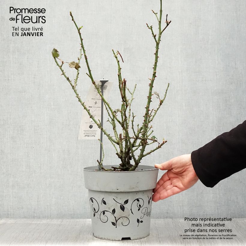 Example of Rosier à grandes fleurs Paint it Black Pot van 6 l/7 l as you get in hiver