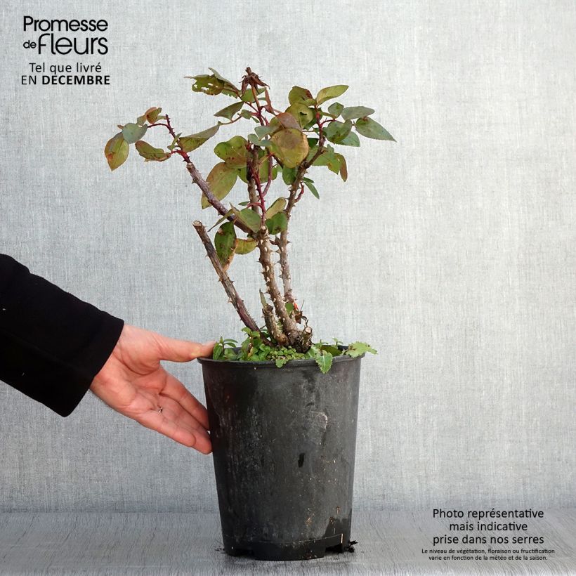 Exemplaar van Rosa Pink Panther - Grootbloemige roos Pot van 4 l/5 l zoals geleverd in de herfst