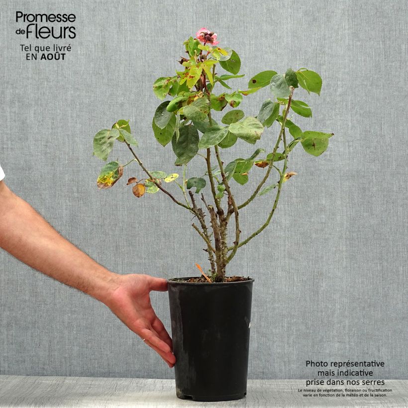 Exemplaar van Rosa Pink Panther - Grootbloemige roos Pot van 4 l/5 l zoals geleverd in de zomer