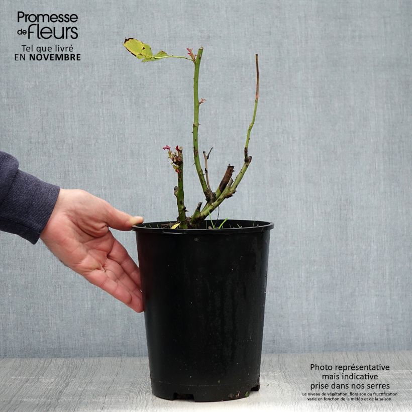 Exemplaar van Rosa Pope John Paul II - Grootbloemige roos Pot van 4 l/5 l zoals geleverd in de herfst