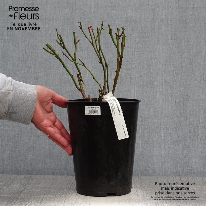 Exemplaar van Rosa Parfum de Grasse - Grootbloemige roos Pot van 4 l/5 l zoals geleverd in de herfst