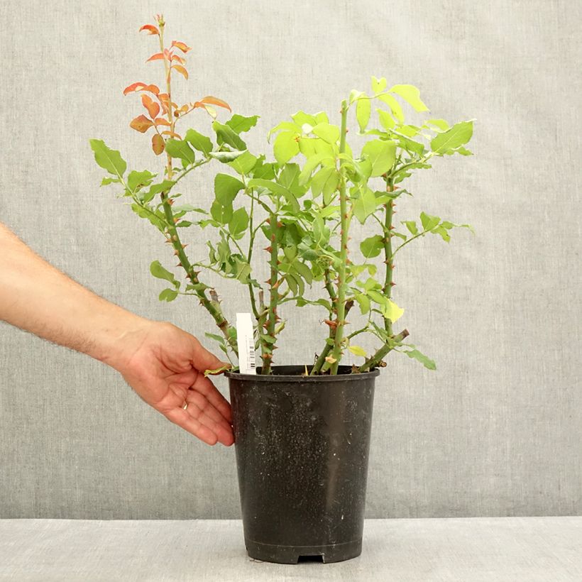 Exemplaar van Rosa Parfum de Liberté - Grootbloemige roos Pot van 4 l/5 l zoals geleverd in de zomer