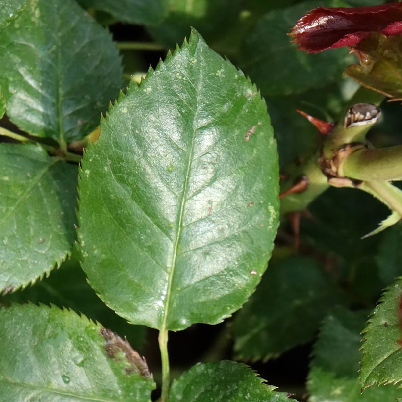 Rosa Parfum de Loire - Grootbloemige roos (Blad)