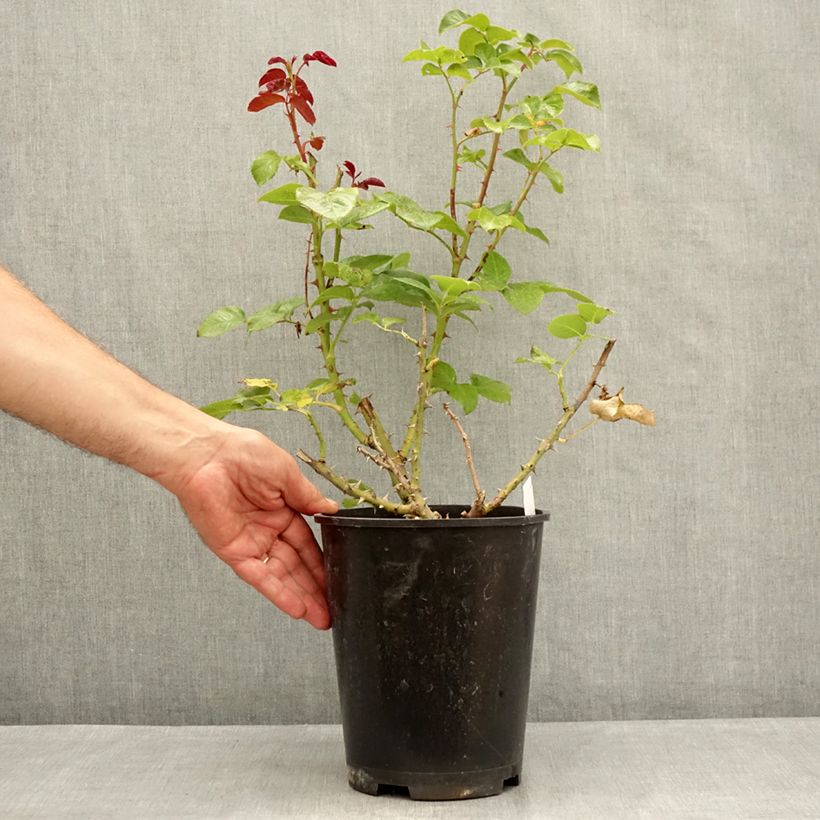 Exemplaar van Rosa Parfum de Loire - Grootbloemige roos Pot van 4 l/5 l zoals geleverd in de zomer