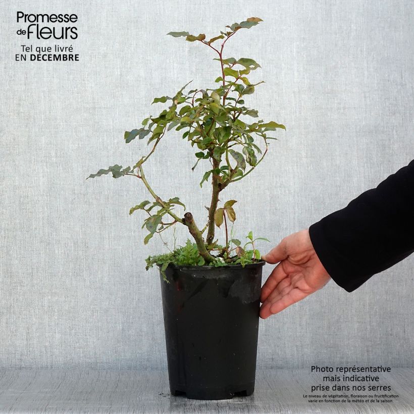 Exemplaar van Rosa Parfum de Nantes - Grootbloemige roos Pot van 4 l/5 l zoals geleverd in de herfst