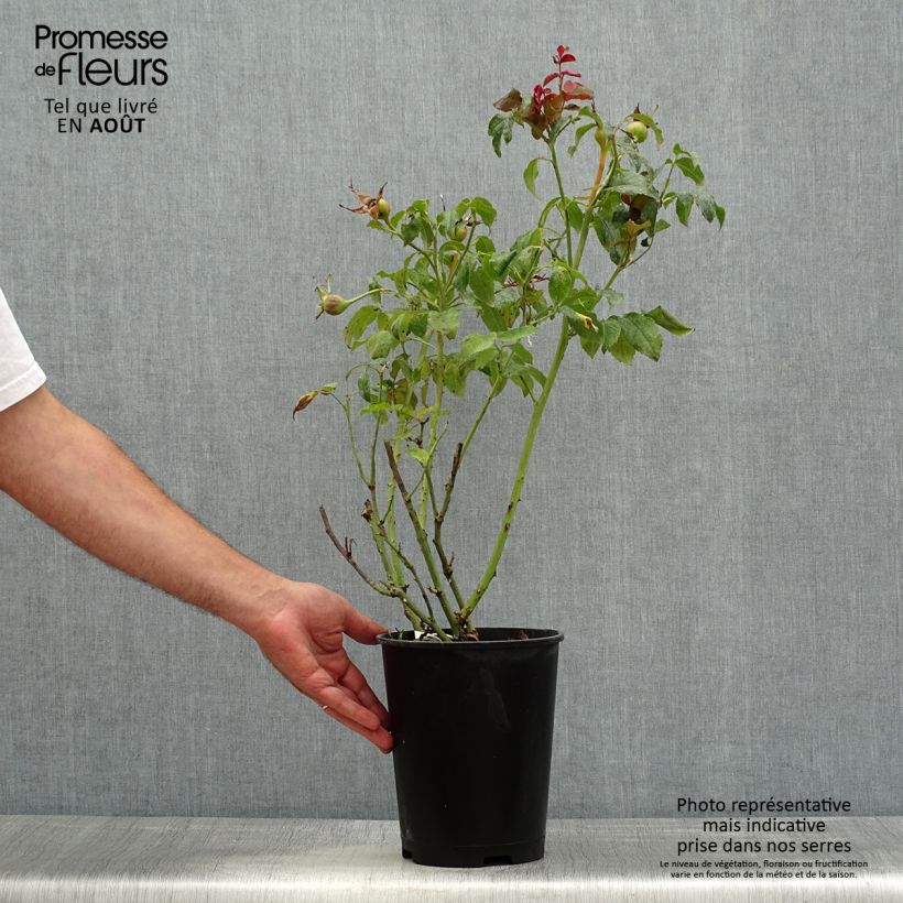 Exemplaar van Rosa Parfum de Nantes - Grootbloemige roos Pot van 4 l/5 l zoals geleverd in de zomer