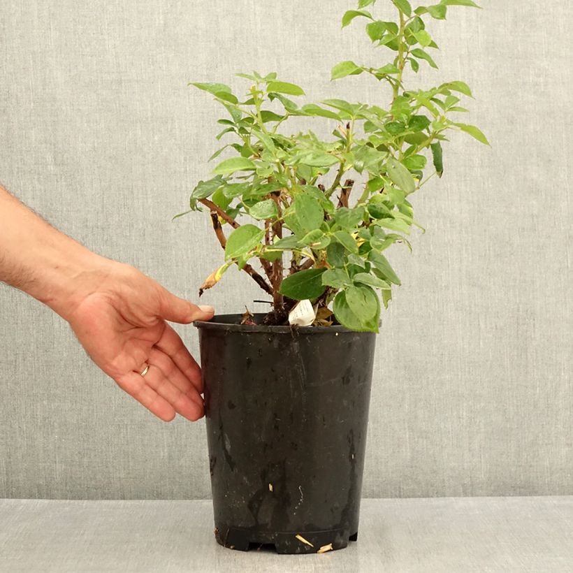 Example of Rosa Perfume Factory - Grootbloemige roos Pot van 4 l/5 l as you get in ete