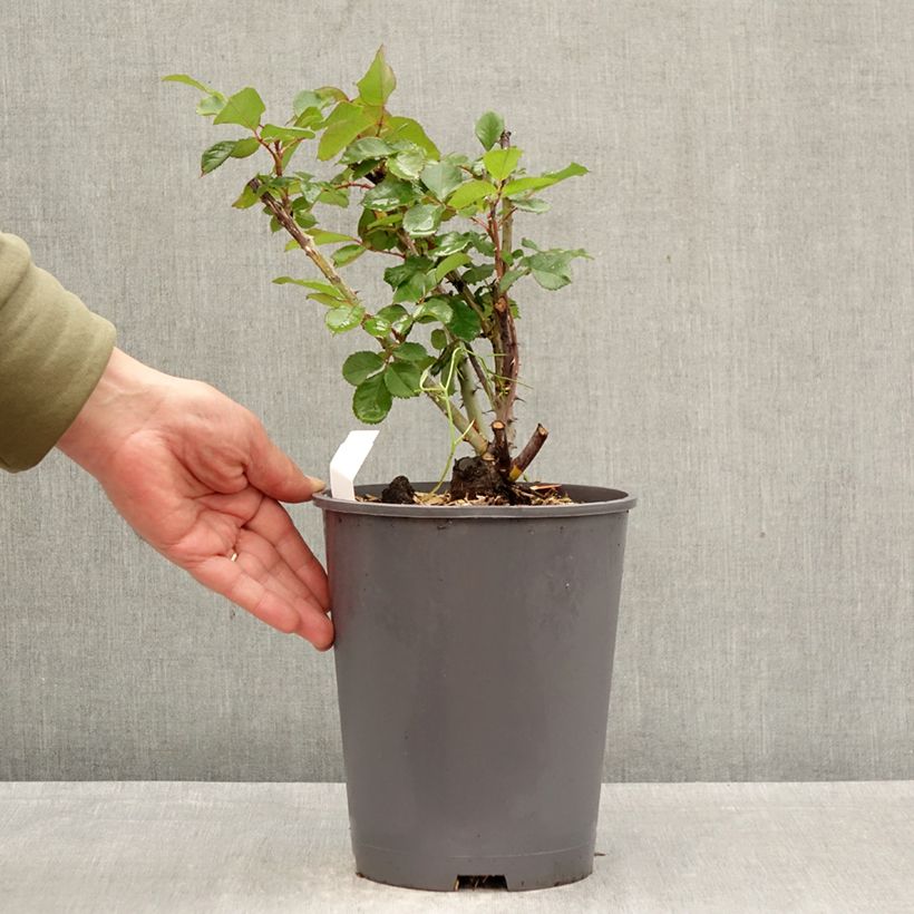 Exemplaar van Rosa Pierre Cardin - Grootbloemige roos Pot van 4 l/5 l zoals geleverd in de lente