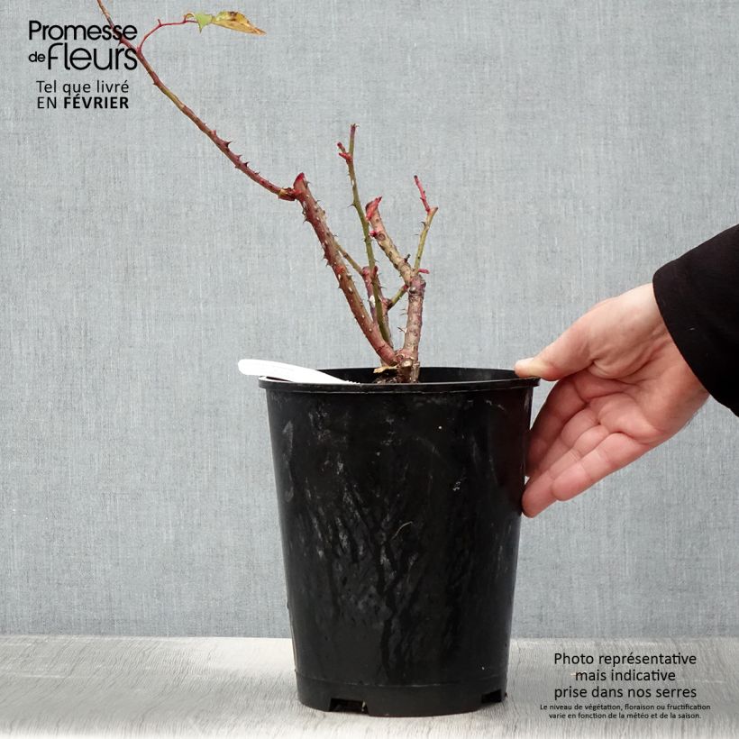 Example of Rosa Pink Paradise - Grootbloemige roos Pot van 3 l/4 l as you get in hiver