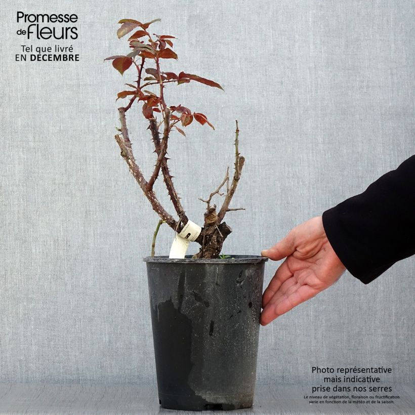 Exemplaar van Rosa Poseidon - Grootbloemige roos Pot van 4 l/5 l zoals geleverd in de herfst