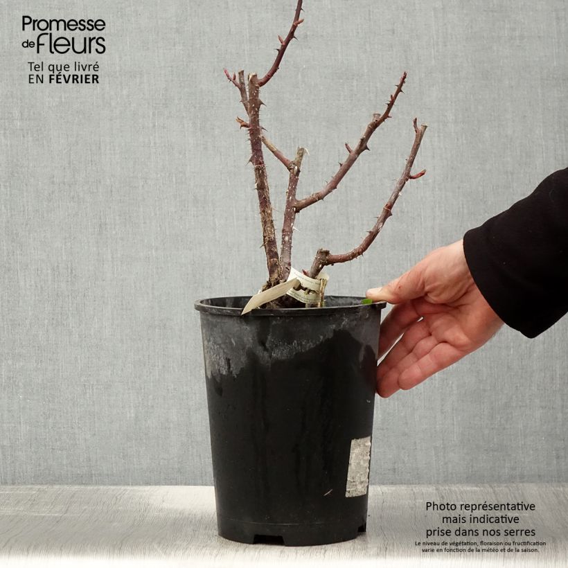 Example of Rosier à grandes fleurs Poseidon Pot van 4 l/5 l as you get in hiver