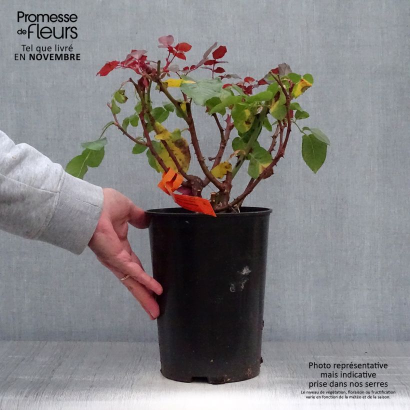 Exemplaar van Rosa Francis Meilland - Grootbloemige roos Pot van 4 l/5 l zoals geleverd in de herfst