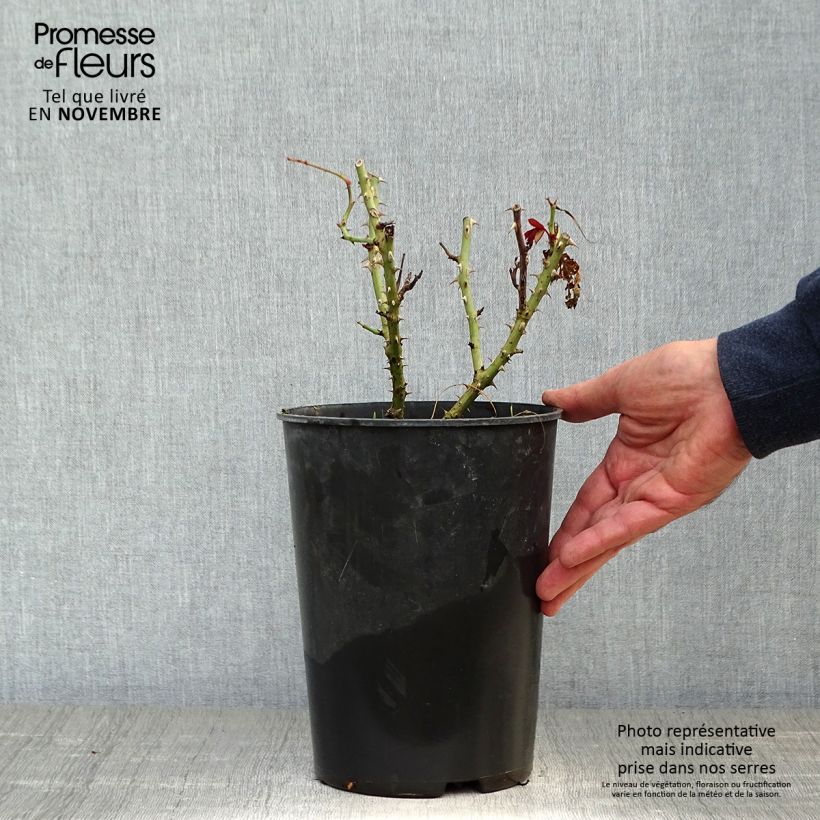 Exemplaar van Rosa Alexandra Renaissance - Grootbloemige roos Pot van 4 l/5 l zoals geleverd in de herfst
