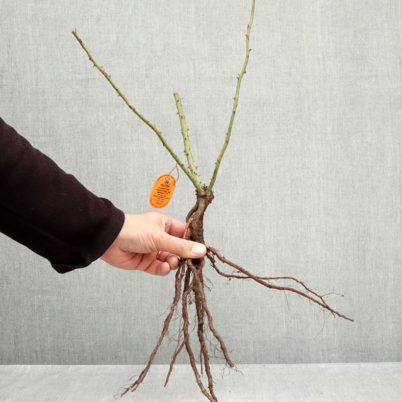 Example of Rosa Princesse Charlene de Monaco - Grootbloemige roos Naakte wortel as you get in hiver