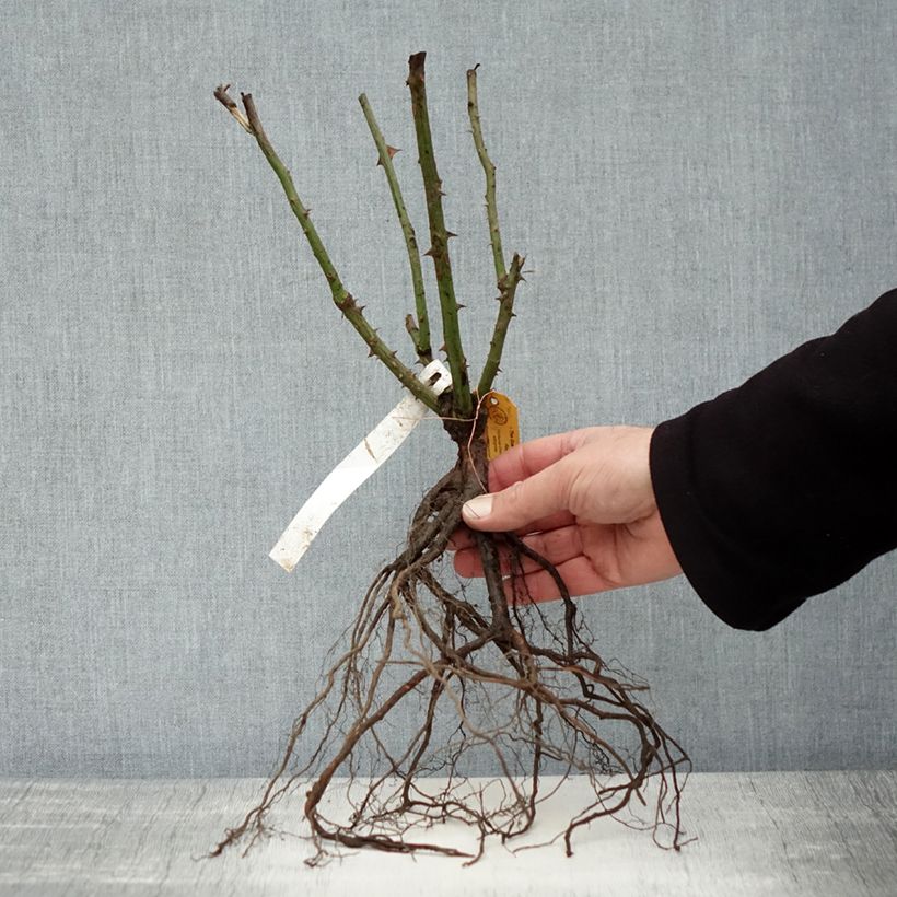 Example of Rosa Queen Elizabeth - Grootbloemige roos Naakte wortel as you get in hiver