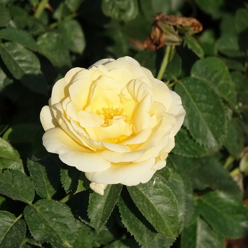 Rosa Raffaello - Grootbloemige roos (Bloei)