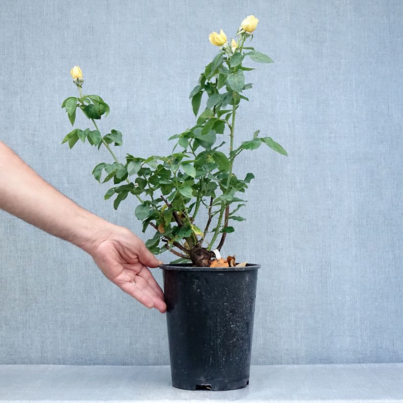 Exemplaar van Rosa Raffaello - Grootbloemige roos Pot van 4 l/5 l zoals geleverd in de zomer