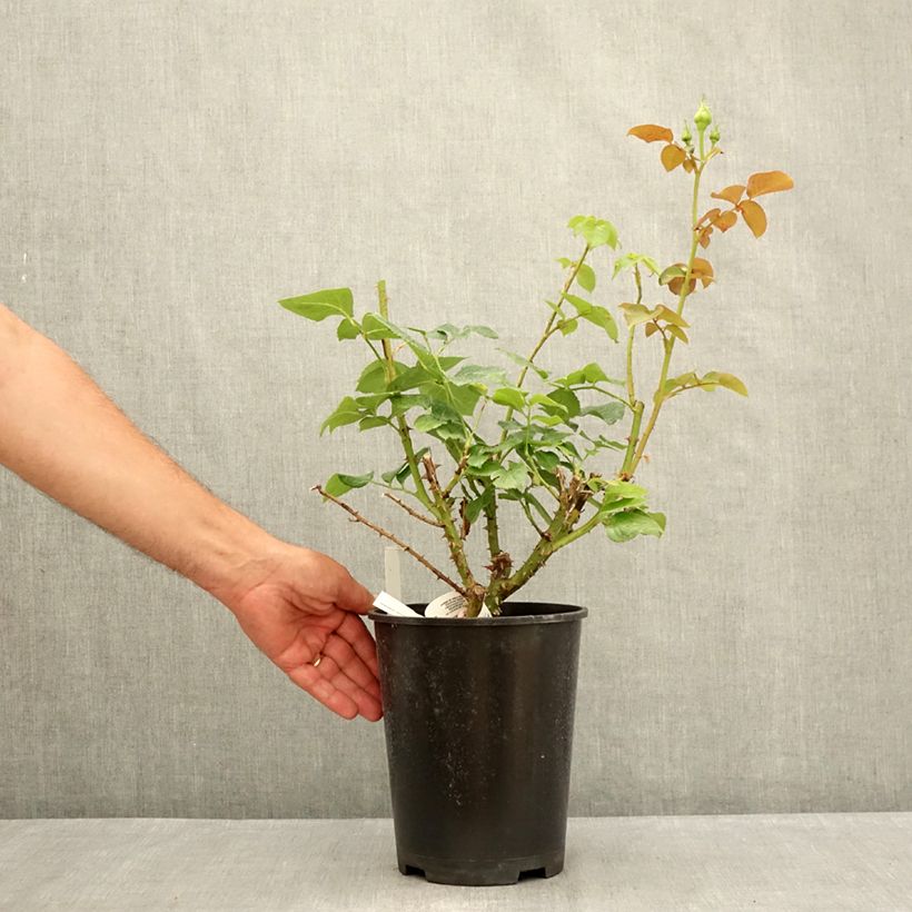 Exemplaar van Rosa Ragazza - Grootbloemige roos Pot van 4 l/5 l zoals geleverd in de zomer