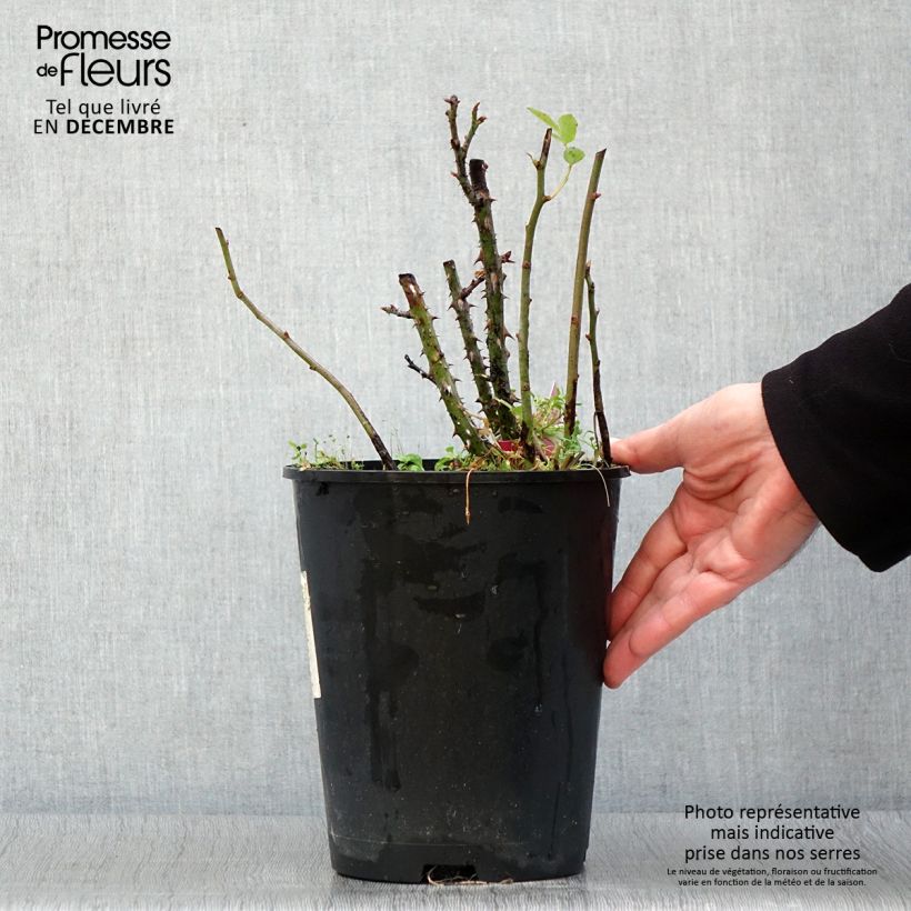 Exemplaar van Rosa Reine des Parfums - Grootbloemige roos Pot van 4 l/5 l zoals geleverd in de herfst