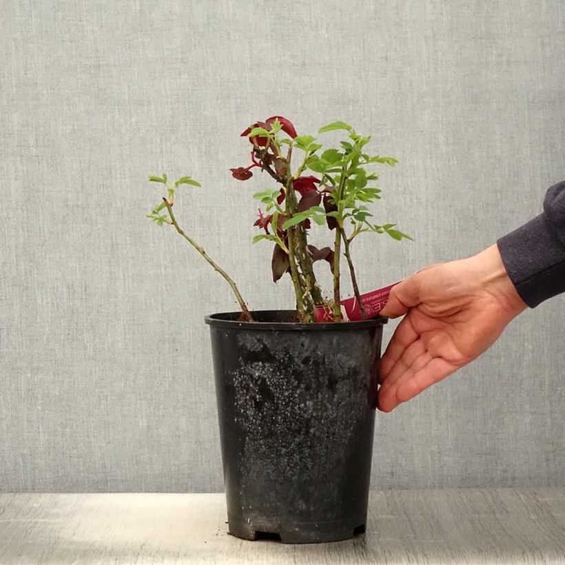 Exemplaar van Rosa Reine des Parfums - Grootbloemige roos Pot van 4 l/5 l zoals geleverd in de lente