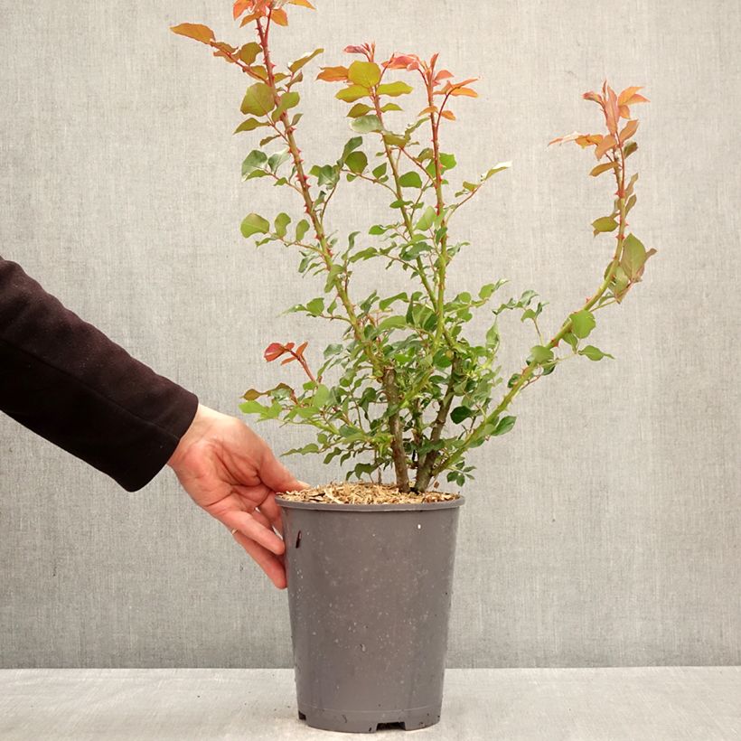 Exemplaar van Rosa Rose de Bretagne - Grootbloemige roos Pot van 4 l/5 l zoals geleverd in de lente