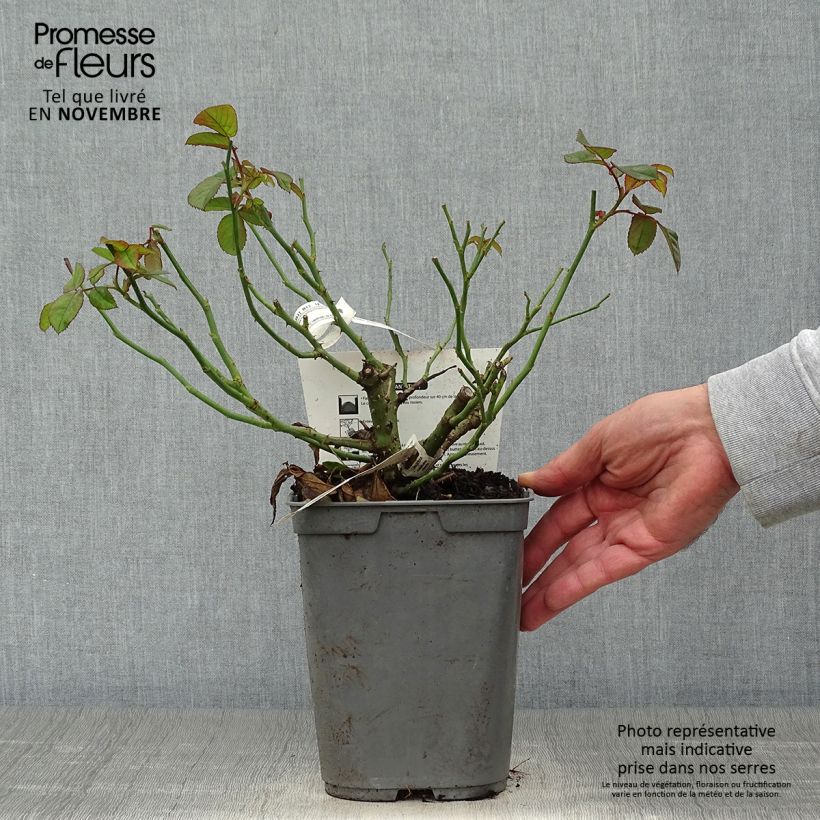 Exemplaar van Rosa Rose Lalande de Pomerol - Grootbloemige roos Pot van 3 l/4 l zoals geleverd in de herfst