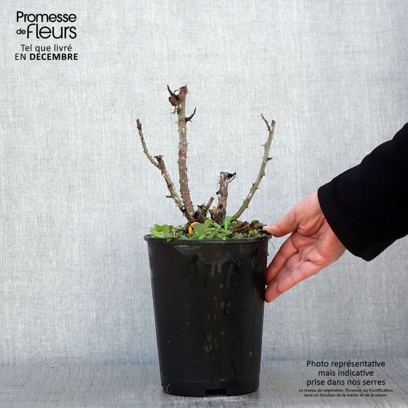 Exemplaar van Rosier à grandes fleurs Ruban Rouge Pot de 4L/5L zoals geleverd in de herfst