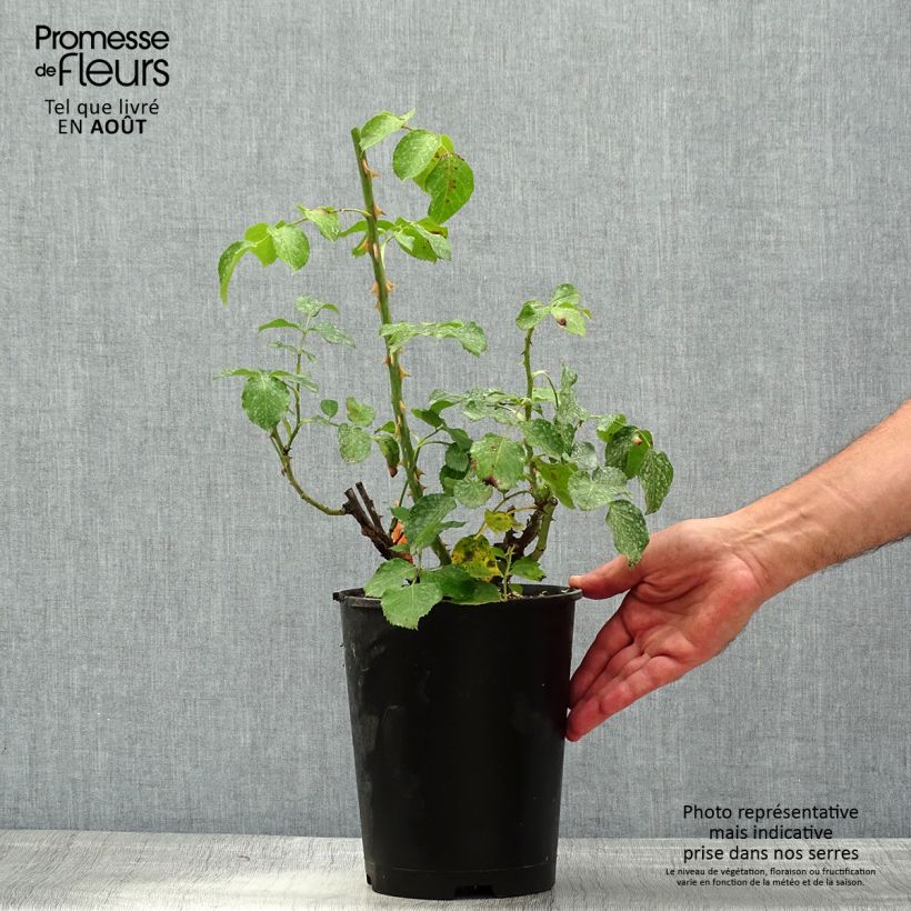 Exemplaar van Rosa Elbjuwel - Grootbloemige roos Pot van 4 l/5 l zoals geleverd in de zomer