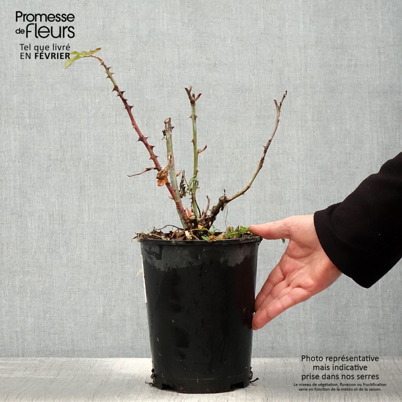 Example of Rosa Elbjuwel - Grootbloemige roos Pot van 4 l/5 l as you get in hiver