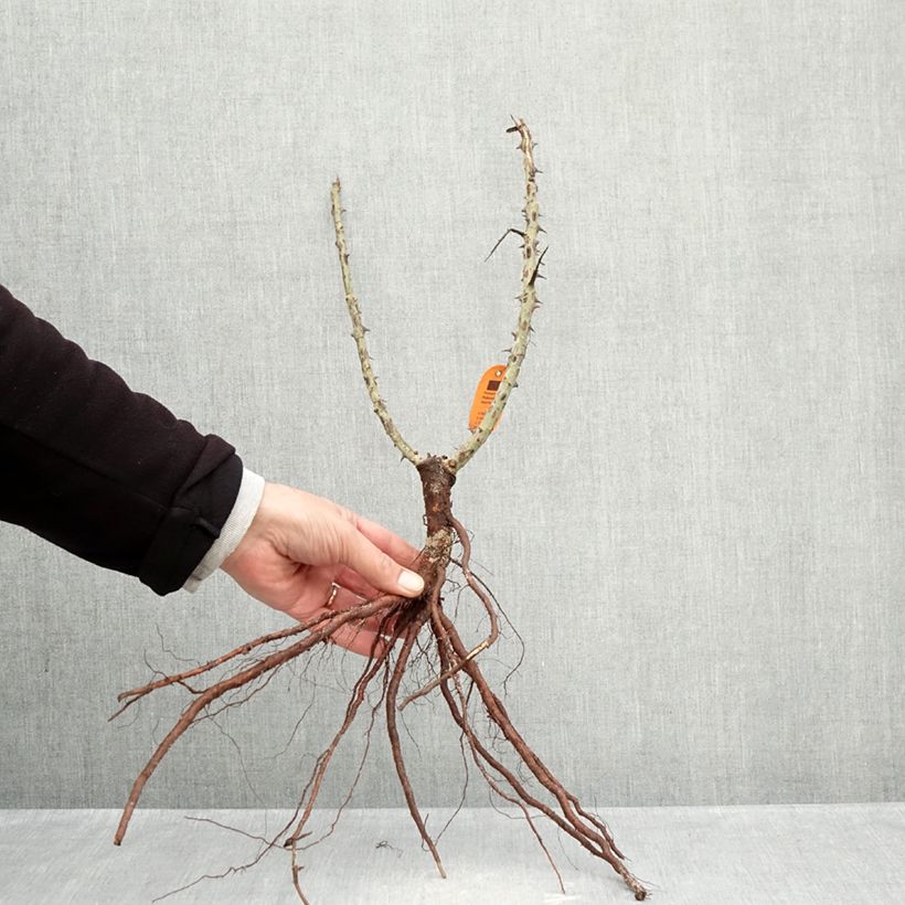 Example of Rosa Elbjuwel - Grootbloemige roos Naakte wortel as you get in hiver