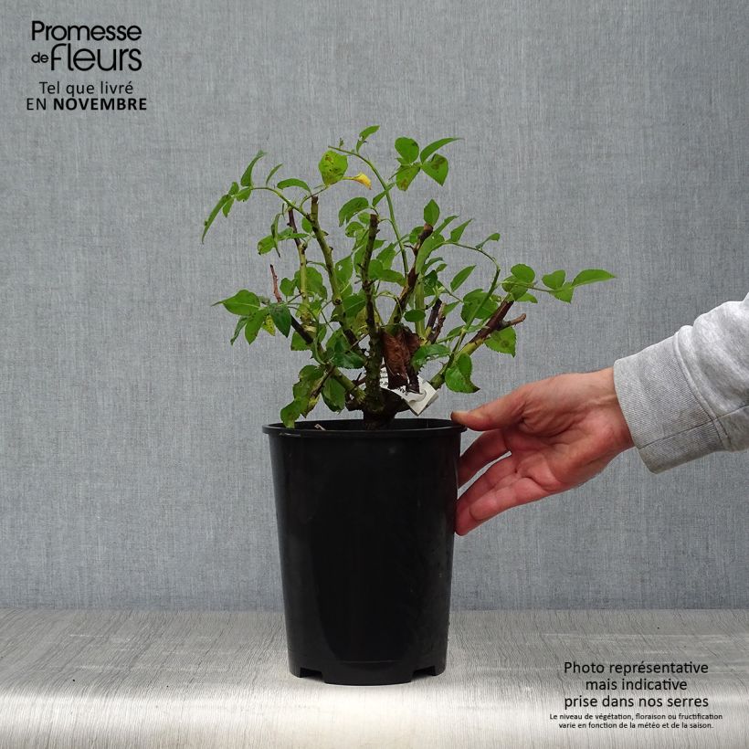 Exemplaar van Rosa Sandrine Quétier - Grootbloemige roos Pot van 4 l/5 l zoals geleverd in de herfst