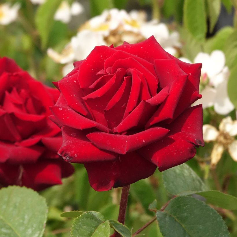 Rosa Schwarze Madonna - Grootbloemige roos (Bloei)