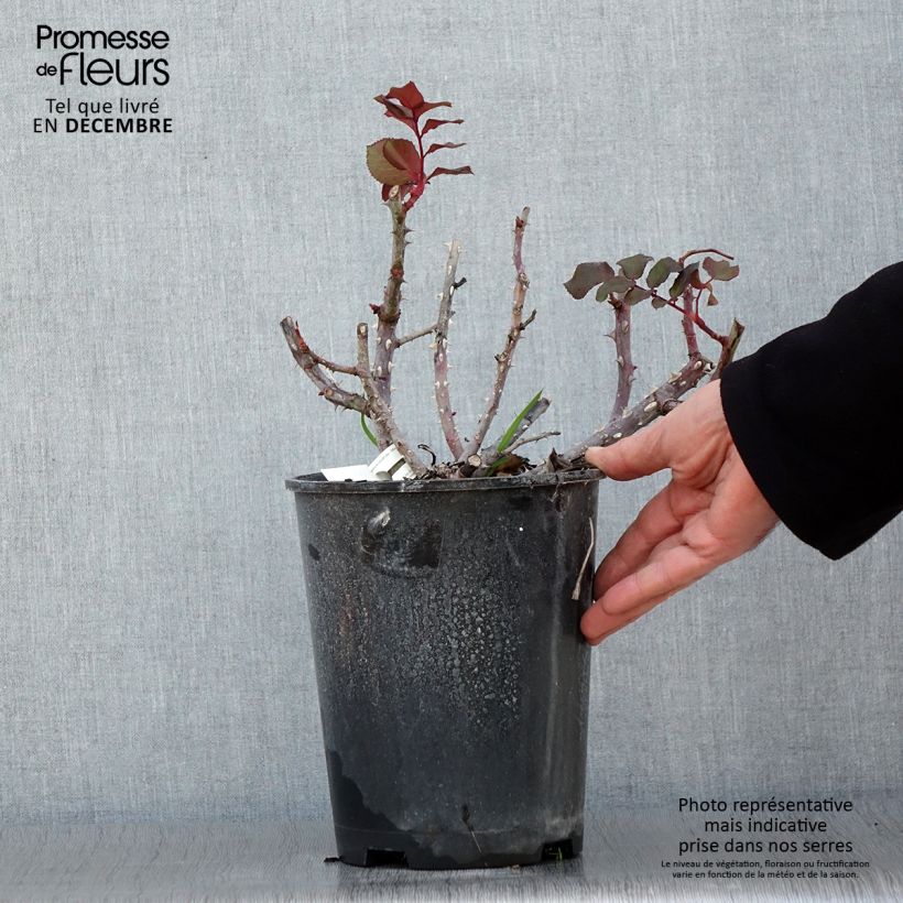 Exemplaar van Rosa Simone Veil - Grootbloemige roos Pot van 4 l/5 l zoals geleverd in de herfst