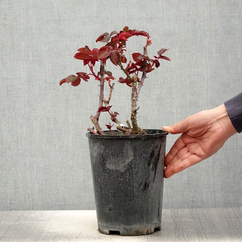 Exemplaar van Rosa Simone Veil - Grootbloemige roos Pot van 4 l/5 l zoals geleverd in de lente