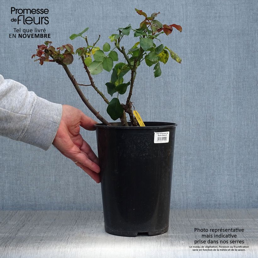 Exemplaar van Rosa Souvenir de Baden-Baden - Grootbloemige roos Pot van 4 l/5 l zoals geleverd in de herfst