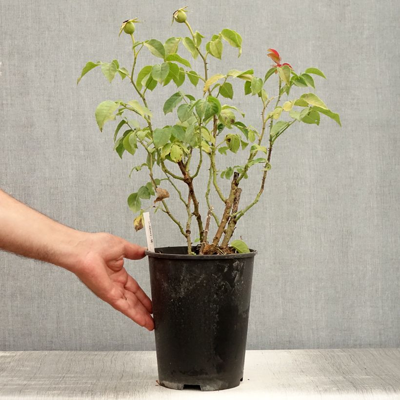 Exemplaar van Rosa Sunny Sky - Grootbloemige roos Pot van 4 l/5 l zoals geleverd in de zomer