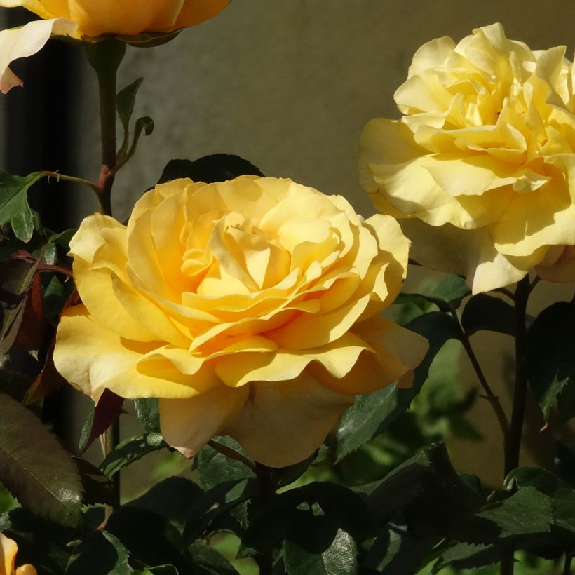Rosa Sunny Sky - Grootbloemige roos (Bloei)
