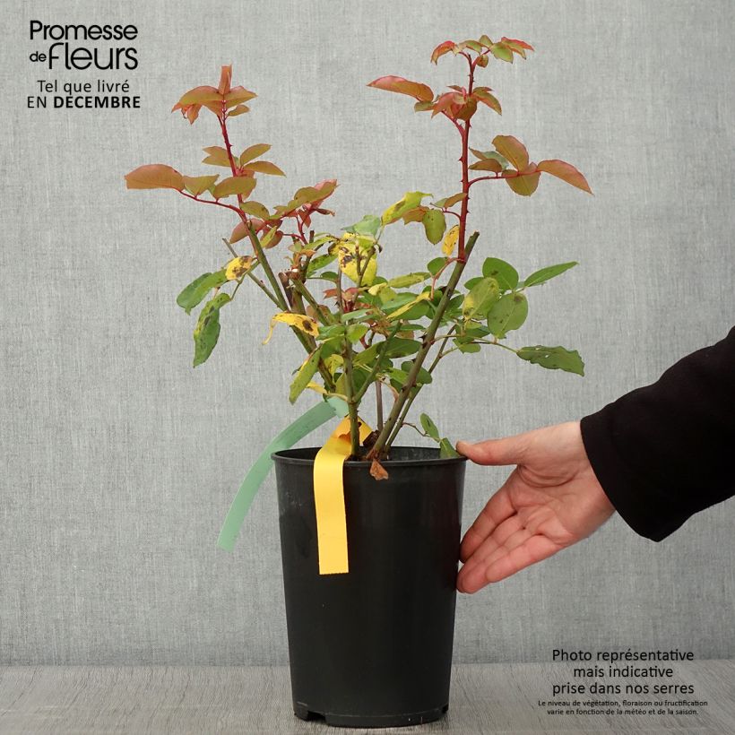 Exemplaar van Rosa The McCartney Rose - Grootbloemige roos Pot van 4 l/5 l zoals geleverd in de herfst