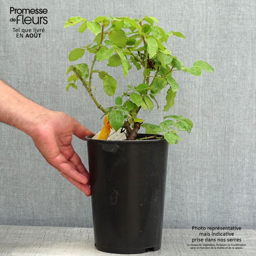 Exemplaar van Rosa The McCartney Rose - Grootbloemige roos Pot van 4 l/5 l zoals geleverd in de zomer