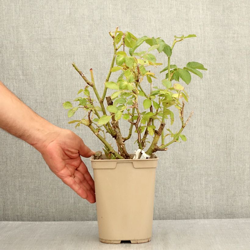 Exemplaar van Rosa Thierry Marx - Grootbloemige roos Pot van 3 l/4 l zoals geleverd in de zomer