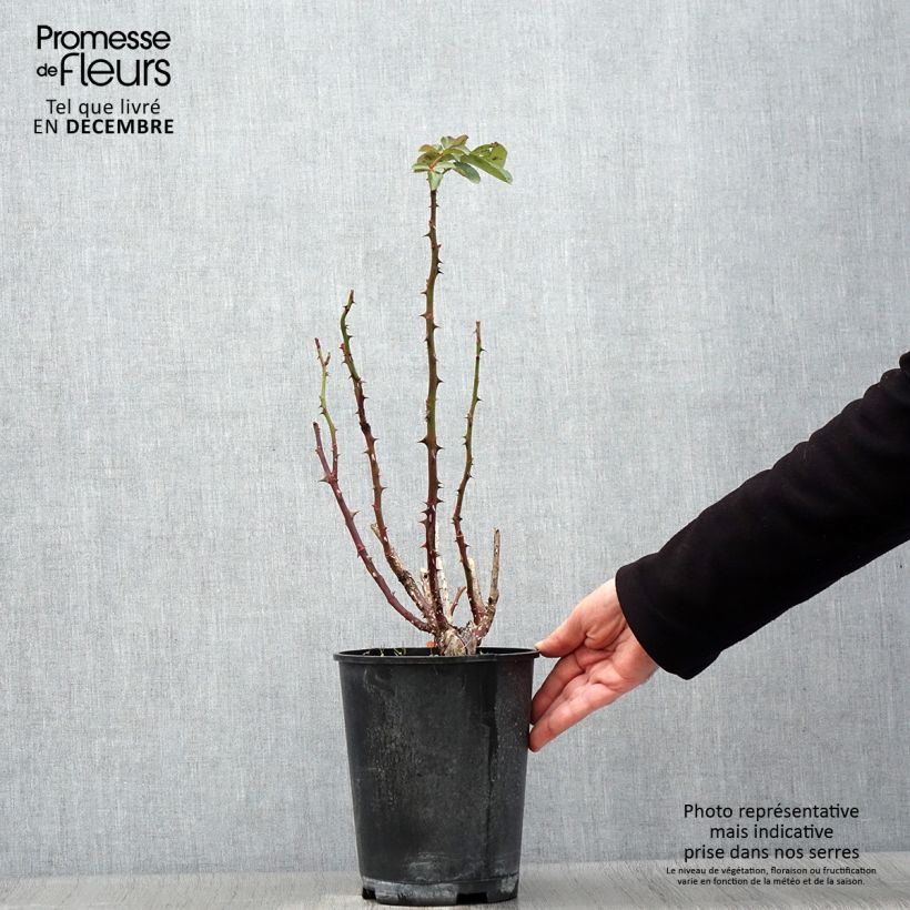 Exemplaar van Rosier à grandes fleurs Traviata Pot de 4L/5L zoals geleverd in de herfst